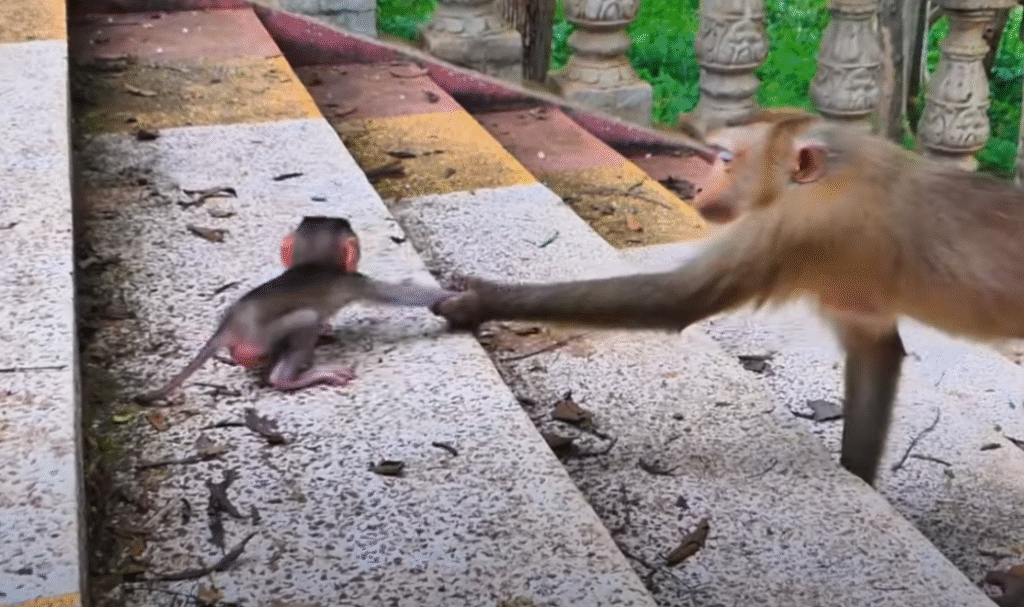 Tears, Laughter, and Lessons in the Jungle: Watch This Brave Baby Monkey Climb the Stairs of Angkor Wat with His Mama by His Side 🐒💞
