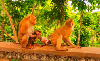 Mother monkey Lory holding her newborn close in the Angkor Wat forest.
