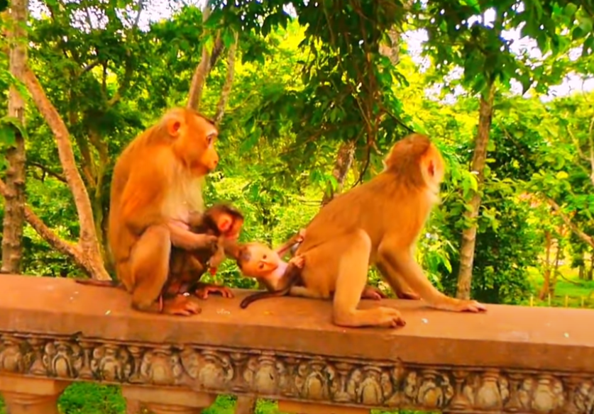 A soft, heartwarming moment in the Angkor Wat jungle where a mother monkey wraps her tiny baby in her arms—pure, raw love in the wild.