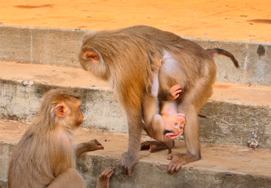 A tiny monkey mom struggles with two babies clinging to her as she treks through the jungle—one of the most heartwarming moments captured in the wild.