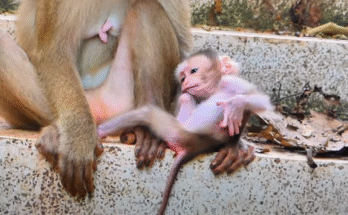 Baby monkey clinging to her mother’s leg with wide, scared eyes, deep in the Angkor Wat forest.