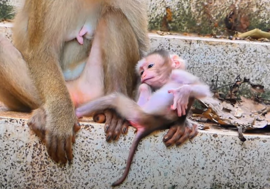 Caught on camera: Heartbreaking moment as baby monkey is left behind—her tearful reunion with mom will touch your soul.