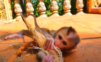 Baby monkey Lorena snuggles into a visitor’s arms with eyes full of trust, in the Angkor Wat forest.