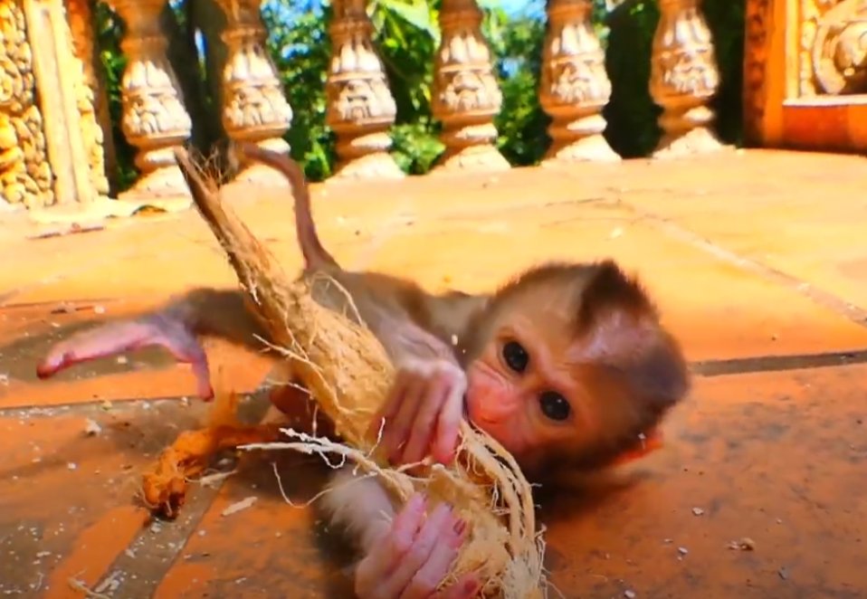 She ran toward the human, not away—see why Lorena the baby monkey is stealing hearts in the Angkor Wat forest. Her smile says it all.