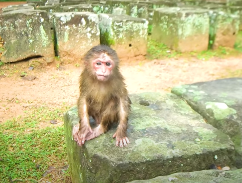 In the quiet of Angkor Wat’s morning, I bathe orphaned monkey Baila after feeding her milk—watch her relax into safety for the first time.