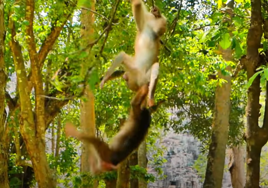 Touching moment: abandoned dog Baila finds comfort in a lip-smacking hug from a tourist amidst the misty jungles of Angkor Wat.