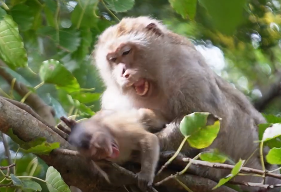 Watch a heart-wrenching moment unfold in Cambodia—a mama monkey turns away her starving baby beneath the timeless Angkor ruins.