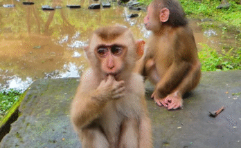 Tinky the monkey crying under Angkor Wat’s banyan roots as Baila leaps toward the startled groom in a dramatic, emotional moment.