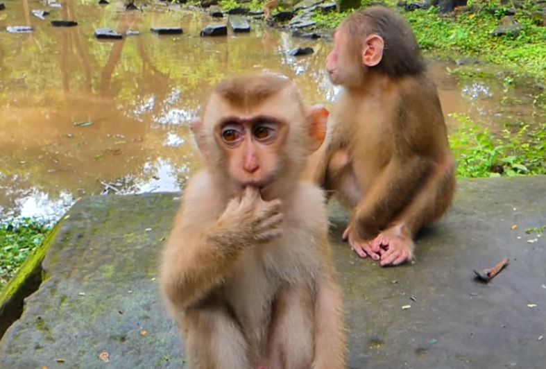 Emotional drama unfolds at Angkor Wat: a crying monkey, a startled groom, and a shocking twist beneath ancient temple ruins