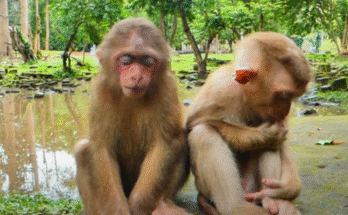 Baby monkeys Baila and Tinky leaning sleepily against each other after playful antics in the Angkor Wat forest.