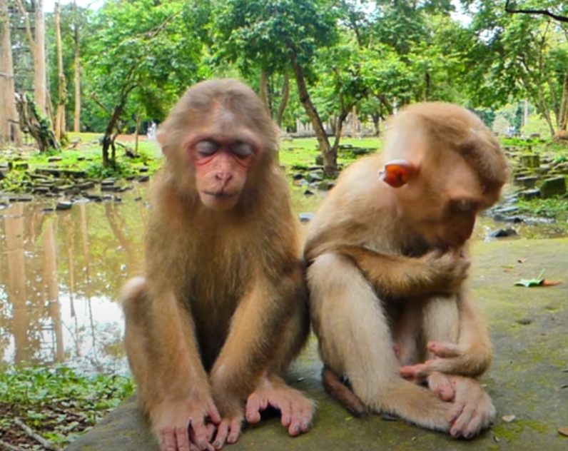 Watch baby monkeys Baila and Tinky’s hilarious fight against sleep turn into the most heart-melting nap ever. A must-see moment from deep in Angkor Wat’s jungle!