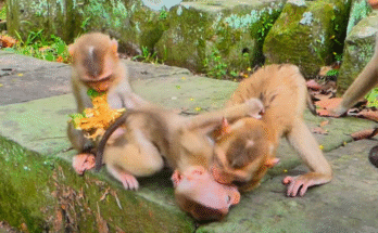 A small child dabbing tears beside ancient moss-covered Angkor Wat temple stones, early morning light filtering through roots.