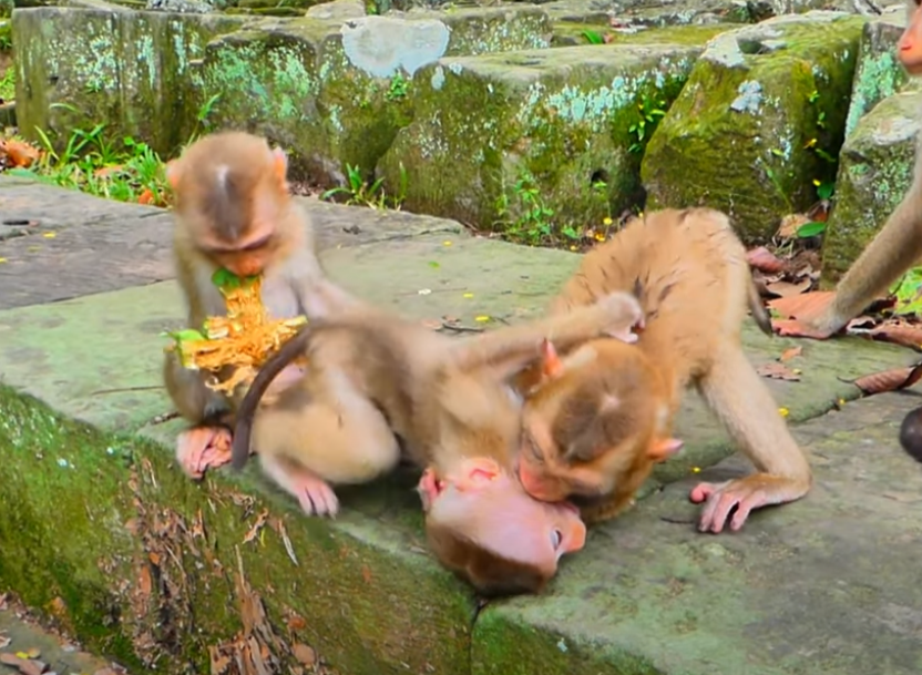 Watch a heartfelt plea unfold at Angkor Wat—‘Luno, don’t be harsh on Lily… she’s small.’ A moment of innocence and empathy bathed in dawn’s golden light