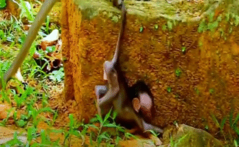 A small, trembling baby monkey perched on an ancient root in the forest near Angkor Wat, with sunlight filtering through the canopy.