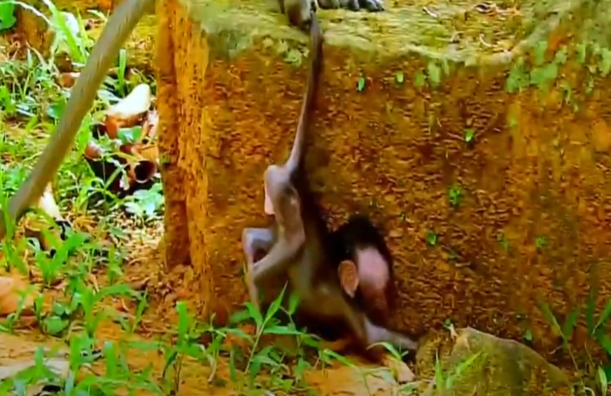 Heart-wrenching scene: a baby monkey lost in Angkor’s ancient forest, its eyes wide and desperate—will it find its mom? Tap to witness a wild reunion that tugs at every heart in America.