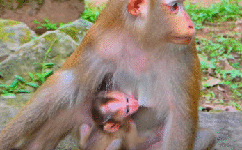 A tiny lynx cub with tear-filled eyes, crouched amid Angkor Wat’s golden sunrise, fur damp with morning mist.