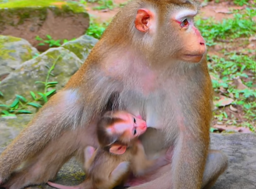 Witness the heart-breaking cry of a vulnerable baby lynx at Angkor Wat—nature’s most emotional moment of 2025.