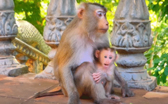 A baby monkey playfully clings to its mother’s neck while both smile beneath the green canopy of the Angkor Wat forest.