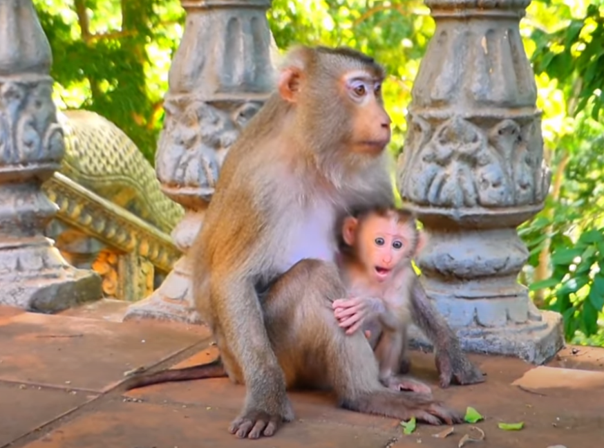 She Just Wanted to Play—But What Mama LORY Did Next Will Break Your Heart in the Best Way 💖🐒
Set deep in the forest near Angkor Wat, this baby monkey’s joyful games with her mother reveal something every human can relate to: love, patience, and laughter.