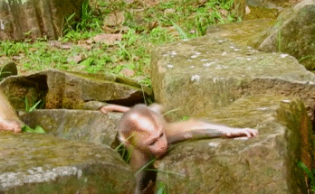 Rescued baby lynx resting on mossy ground after being freed from rock crevice in Angkor Wat forest.