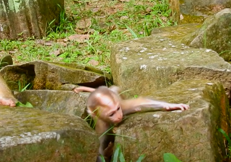 Baby lynx trapped among Angkor Wat’s ancient stones—watch the breathtaking rescue that U.S. viewers are calling one of the most emotional wildlife moments ever.