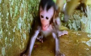 A baby macaque clings to its mother amidst the ancient ruins of Angkor Wat, its eyes wide with fear