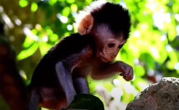 A young macaque reunited with its mother in the Angkor Wat forest.