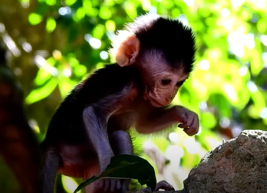 Witness the emotional bond between a young macaque and its mother in the Angkor Wat forest.