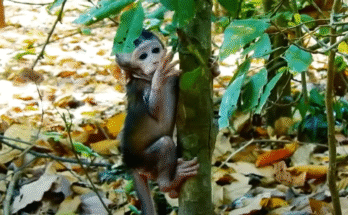 A baby monkey sitting alone on a stone in the Angkor Wat forest, looking lost and vulnerable.