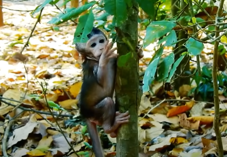 A poignant scene of a baby monkey abandoned in the heart of Angkor Wat.