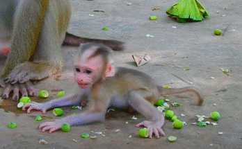 Luna the monkey cuddling three orphaned babies beneath a mossy Angkor Wat temple.