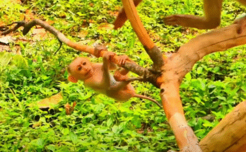 A baby monkey curled in his mother’s arms after falling from a tree in the Angkor Wat forest, his face still showing signs of distress.