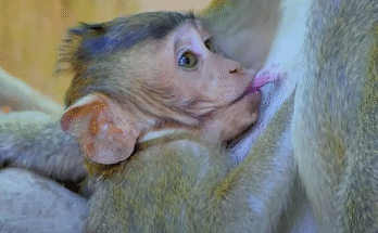 Baby monkey snuggled in his mother’s arms, peacefully nursing with closed eyes in the Angkor Wat forest.