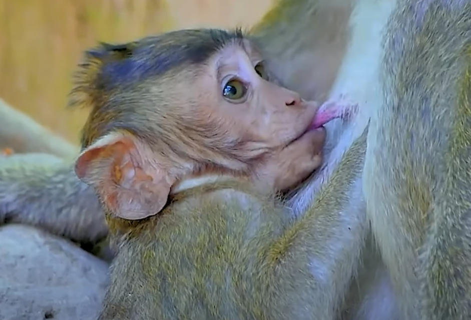 A tiny baby monkey cuddles into his mamaâs arms while nursingâhis eyes slowly closing in pure peace. This emotional scene from Angkor Wat is impossible to forget.