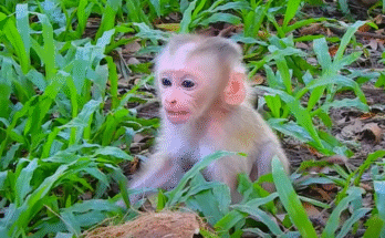 Baby Lynx crouched under the blazing Angkor Wat sun, while Luna the monkey watches from the shaded forest edge.