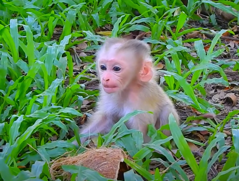 Mother monkey leaves baby under 110°F Angkor sun—will she return? A heart-stopping scene of love, survival, and ancient forest whispers