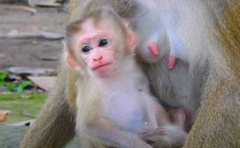 A tiny baby monkey lying on a mossy rock at dawn, calling out in distress while a larger mother figure turns away in the misty Angkor Wat forest.