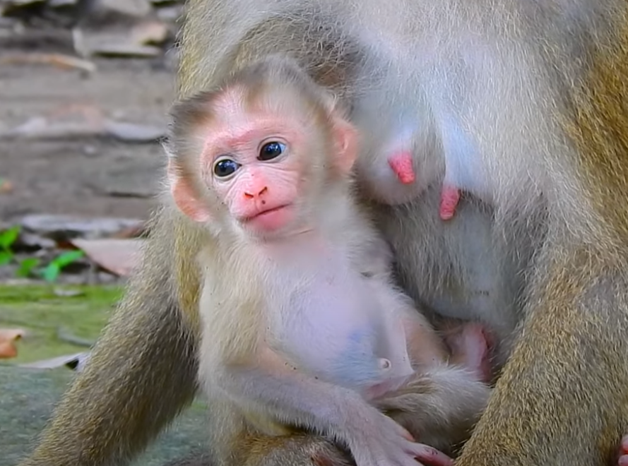 Misty dawn. Vulnerable baby monkey calls out. Mom ignores. Watch the heart-stopping moment in Angkor Wat’s forest.