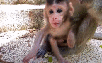 Smiling baby macaque reaching out to greet a human visitor in the Angkor Wat forest.