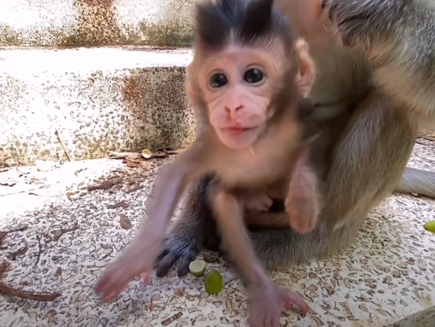See the heart-melting moment a baby monkey runs to meet a new human friend in the magical Angkor Wat jungle.