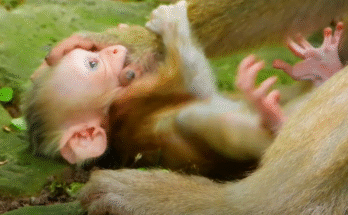 Tiny baby macaque in Angkor Wat forest sipping milk from a bottle cap, sunlight filtering through green leaves.