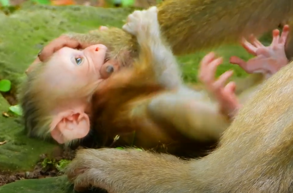 Heartwarming encounter at Angkor Wat: hungry baby macaque drinks milk from a visitor’s hand—pure love in the wild.