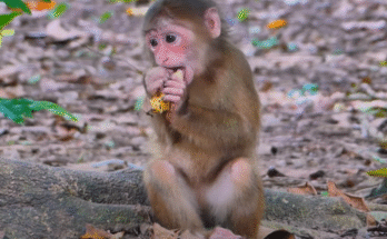 Baby monkey Baila gently holds a child’s hand in the Angkor Wat forest, fascinated by bright yellow baby duck shoes.