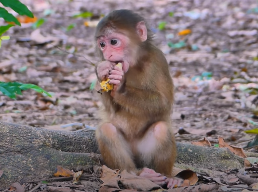 Orphaned monkey Baila greets tourists with joy—watch her play with kids’ baby duck shoes in this heartwarming moment from Angkor Wat.