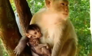 A small, injured baby monkey with one leg wrapped in bandage, nestled gently against a moss-covered temple wall at Angkor Wat at dawn.