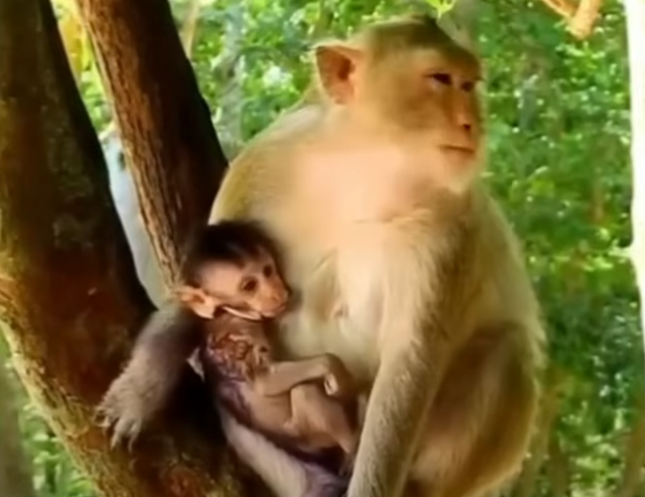 A heart-wrenching close-up of the baby monkey’s bandaged leg and wide, trusting eyes against the hauntingly beautiful backdrop of Angkor Wat—evoking empathy, urgency, and deep emotional connection.