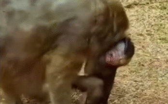 A baby macaque clings tightly to its mother's back in the lush forest near Angkor Wat, their bond illuminated by morning light.