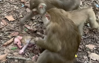 Mother macaque cradling her baby against temple ruins at Angkor forest
