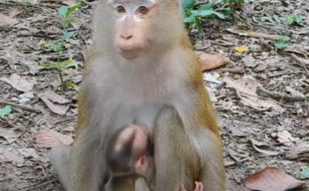 Baby monkey LYNX exploring the Angkor Wat forest on his own while mother Luna watches nearby
