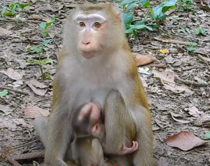 Baby monkey LYNX exploring the Angkor Wat forest on his own while mother Luna watches nearby